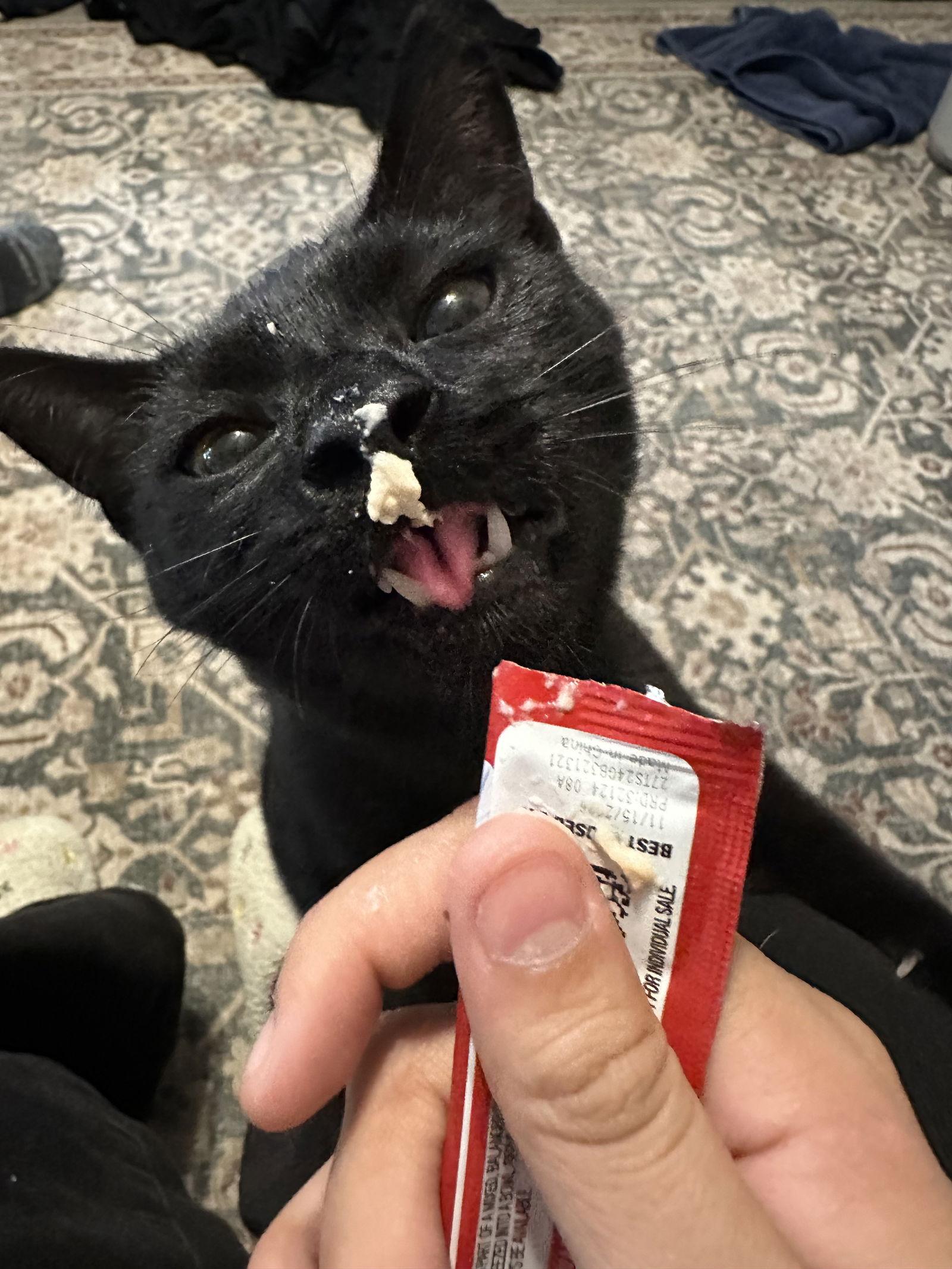 Zasha, a Adoptable Domestic Short Hair in Flushing, NY image 1/3