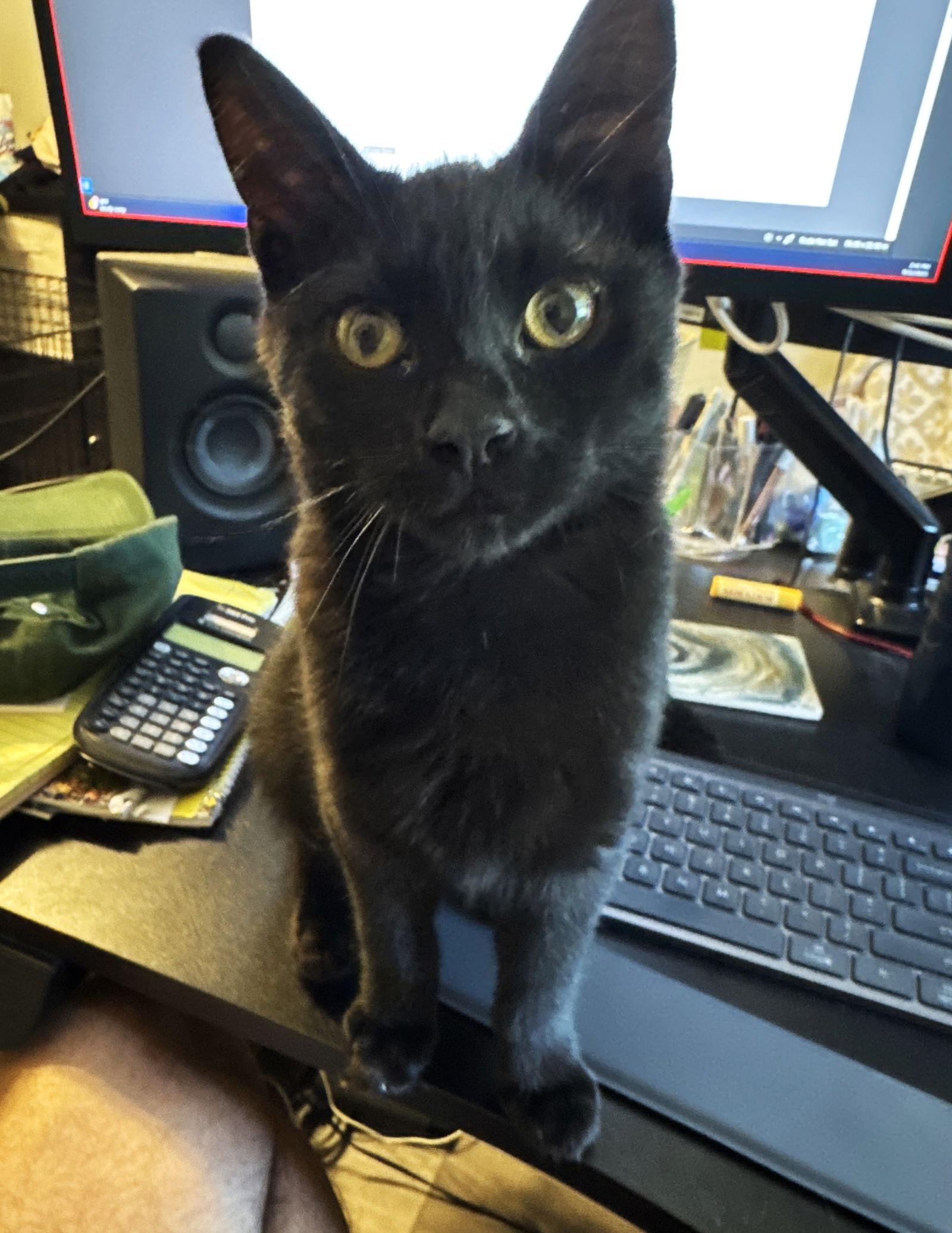 Zasha, a Adoptable Domestic Short Hair in Flushing, NY image 2/3