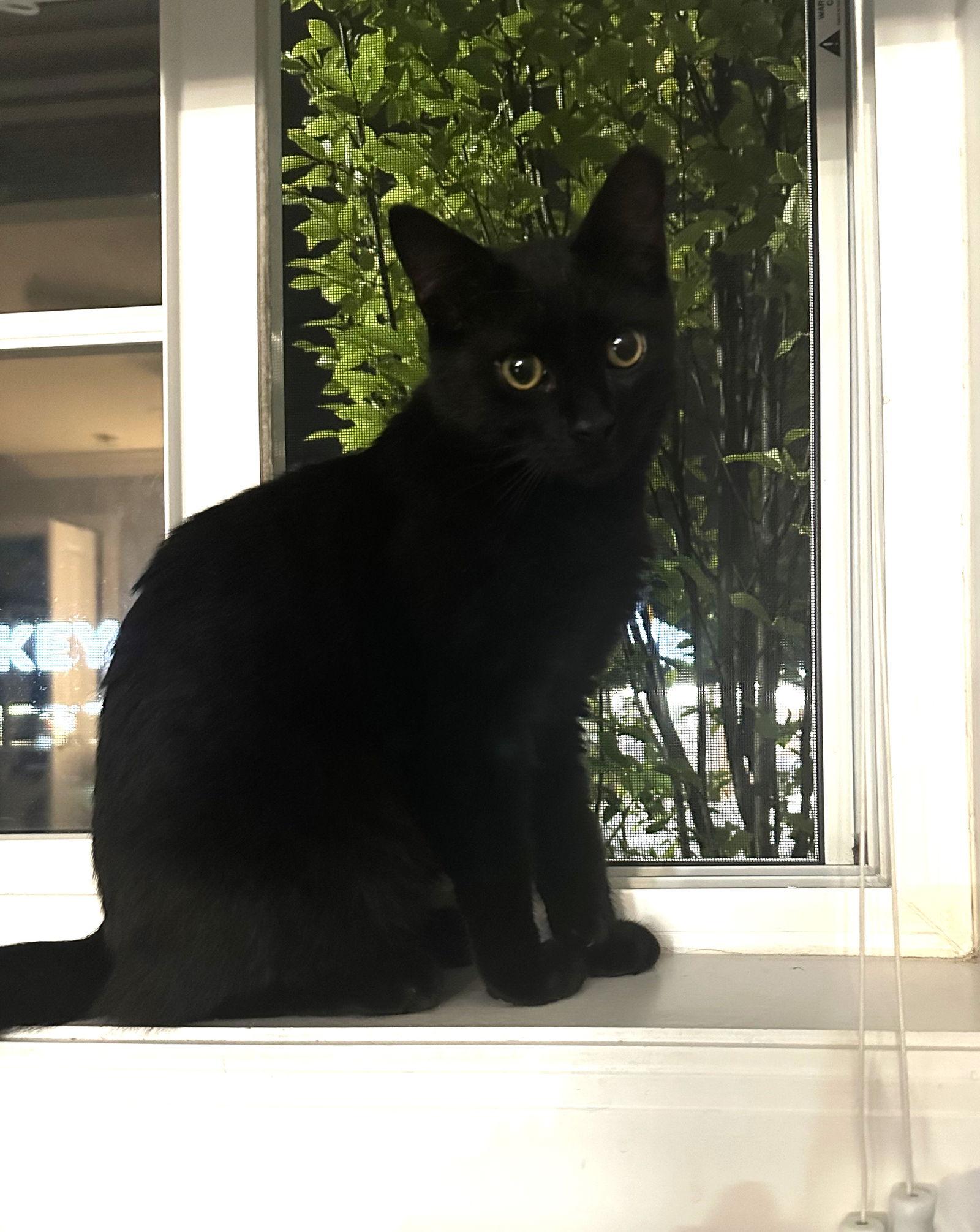 Zasha, a Adoptable Domestic Short Hair in Flushing, NY image 3/3