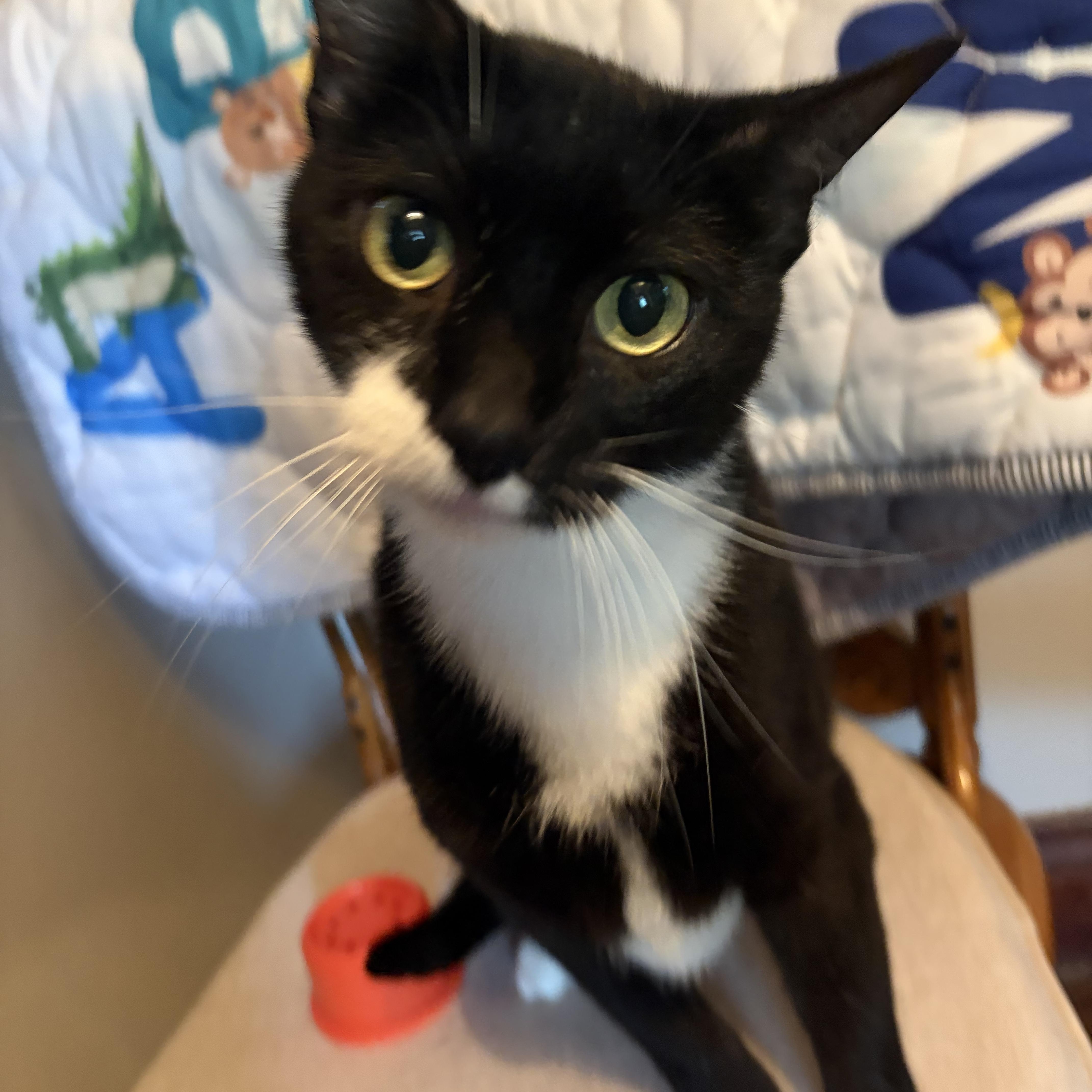 Enlarge Skunk, a Adoptable Domestic Short Hair in Amboy, IL image 1/3