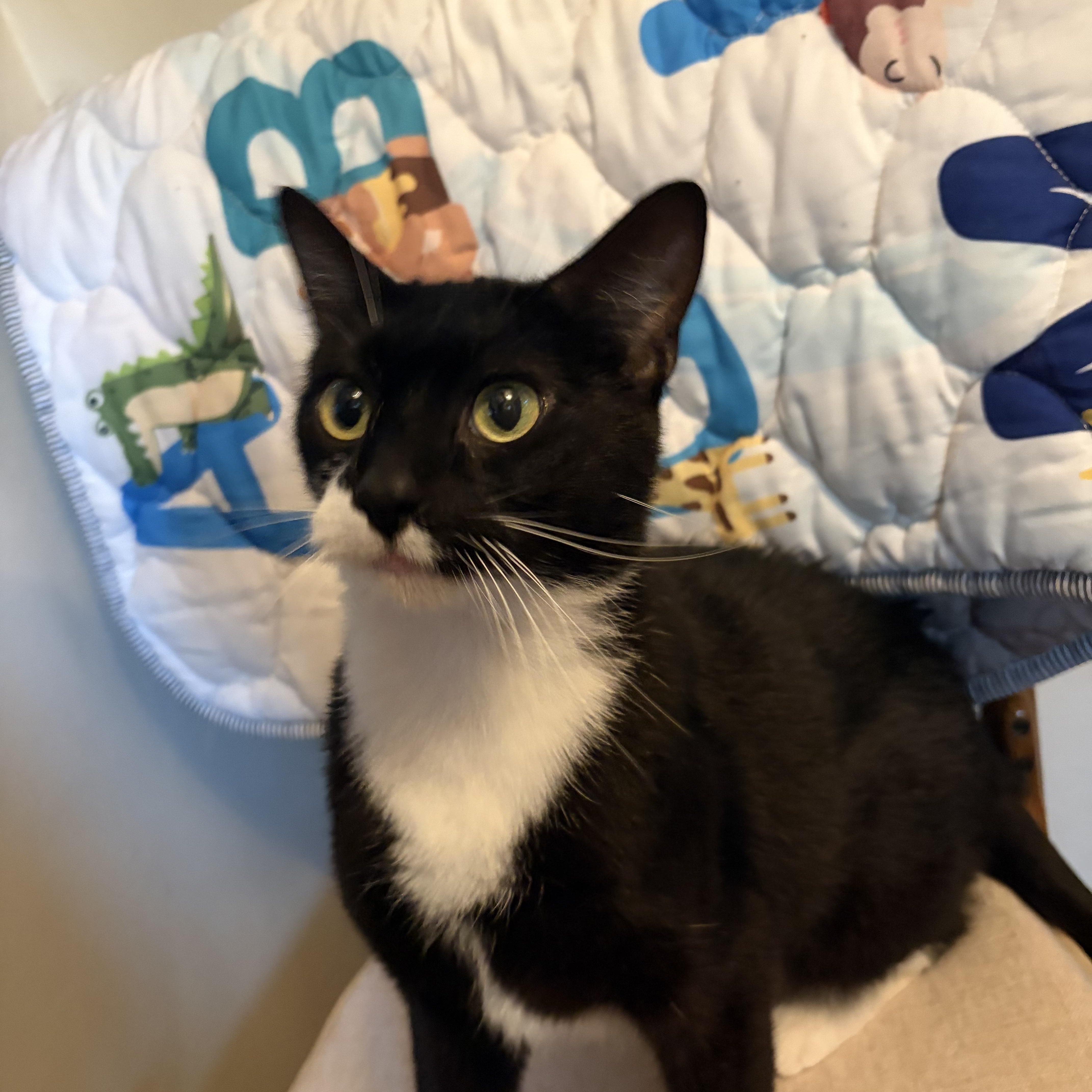 Enlarge Skunk, a Adoptable Domestic Short Hair in Amboy, IL image 3/3