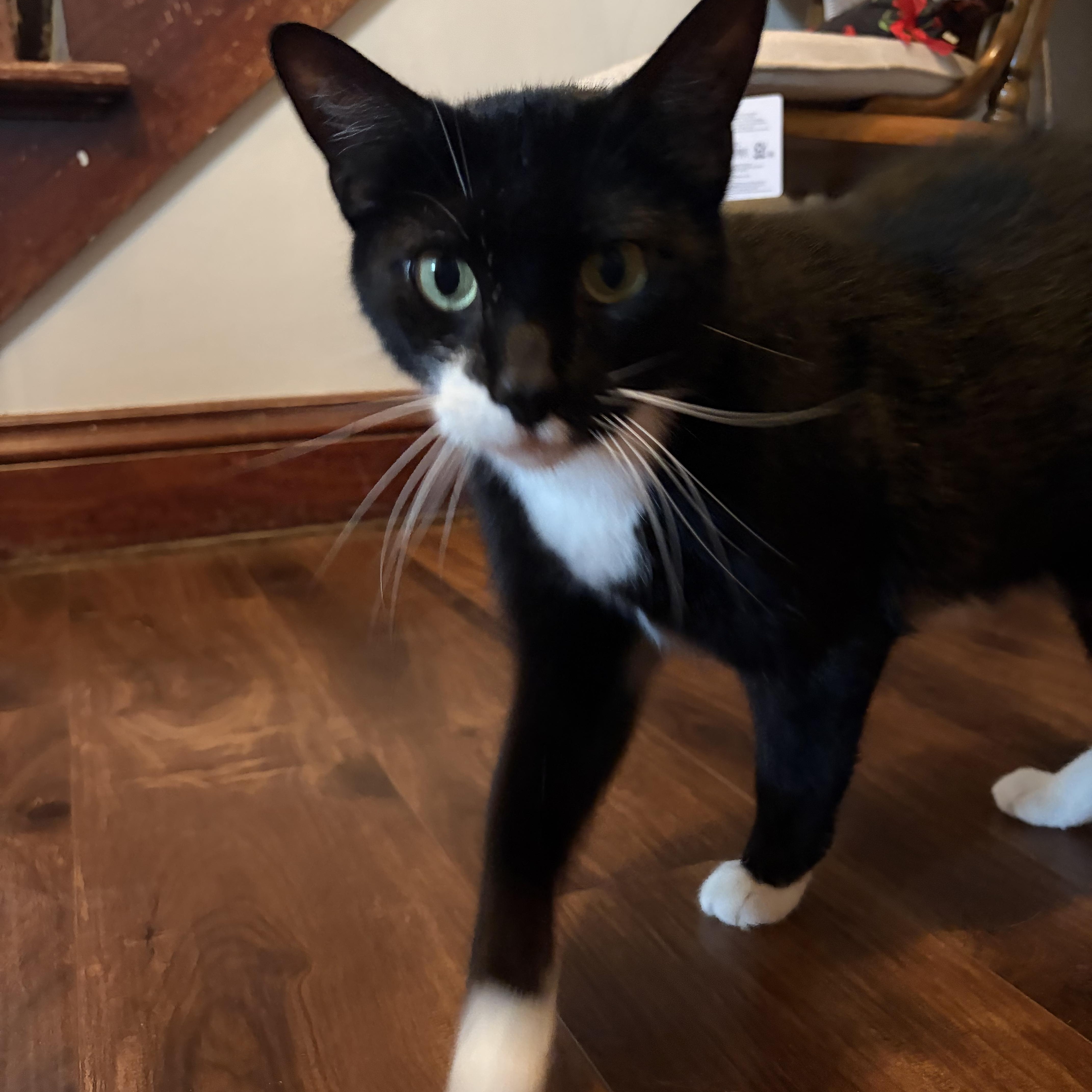 Enlarge Skunk, a Adoptable Domestic Short Hair in Amboy, IL image 2/3