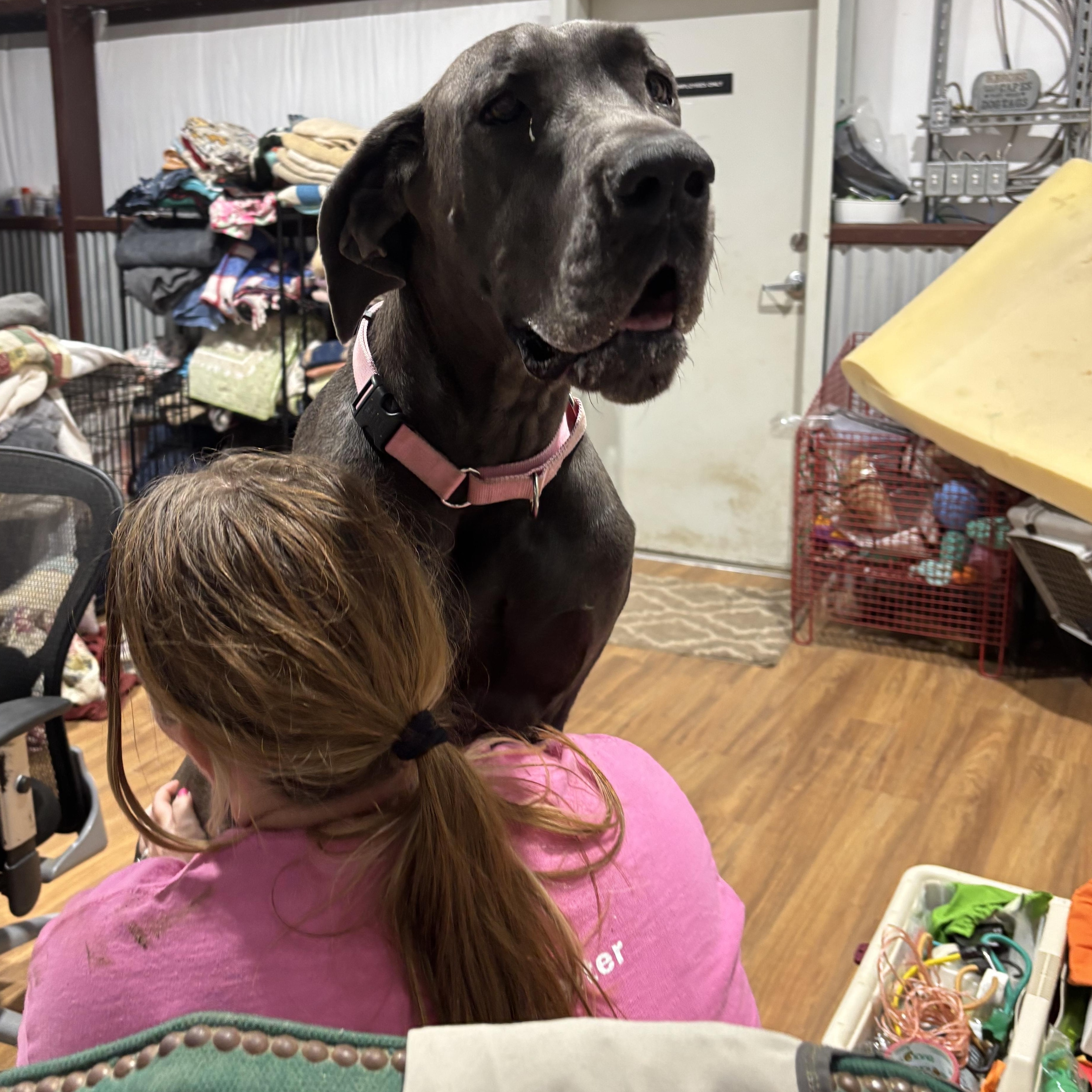 Dana, an adopted Great Dane in Coldspring, TX image 4/5