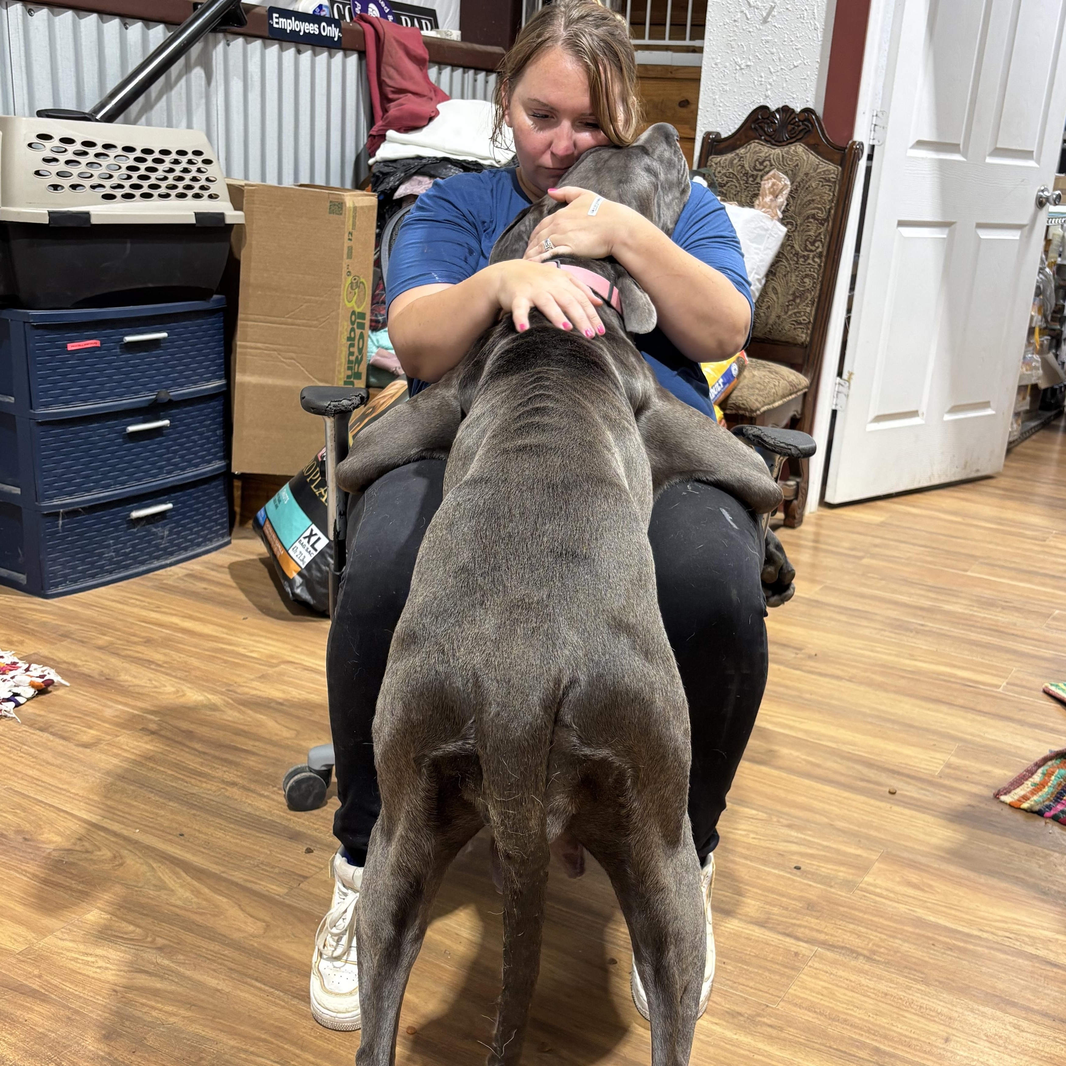 Dana, an adopted Great Dane in Coldspring, TX image 5/5