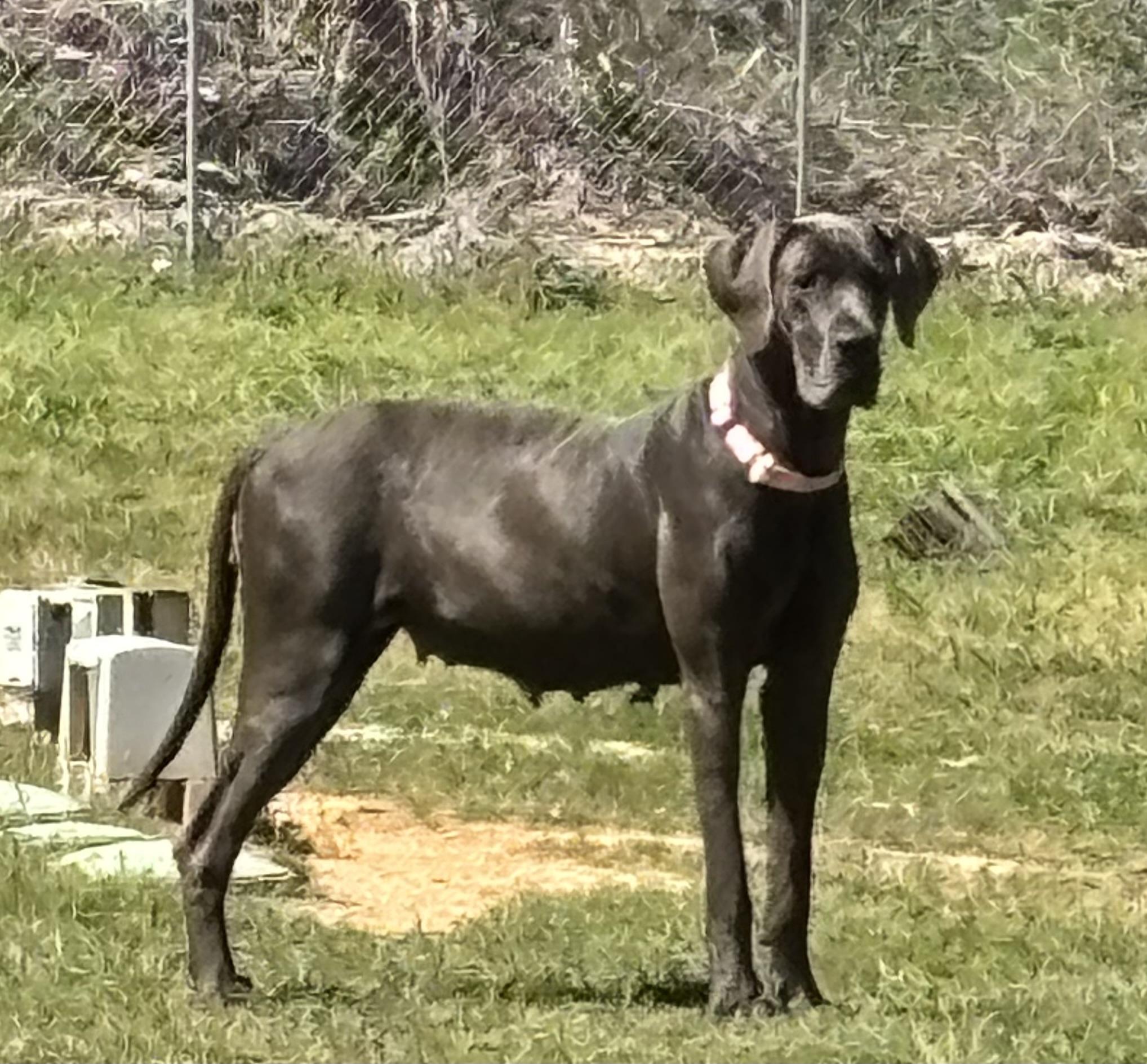Dana, an adopted Great Dane in Coldspring, TX image 1/5