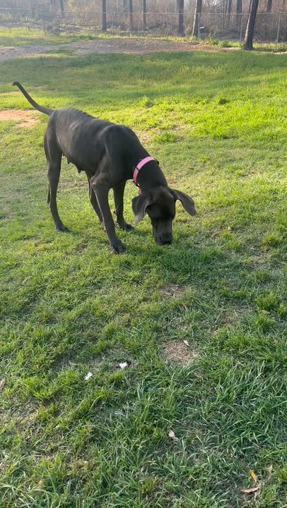 Enlarge Dana, an adopted Great Dane in Coldspring, TX video 2/5