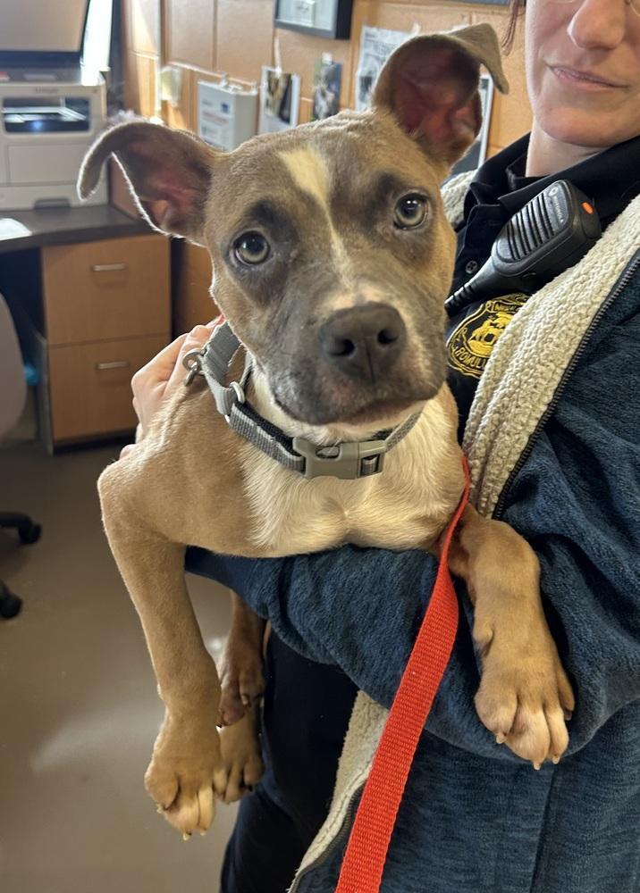 Enlarge Fink, a Adopted mixed breed in Deerfield, MI image 1/3