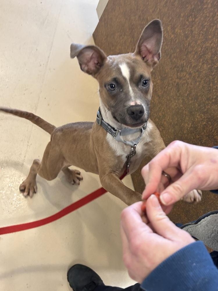 Enlarge Fink, a Adopted mixed breed in Deerfield, MI image 2/3