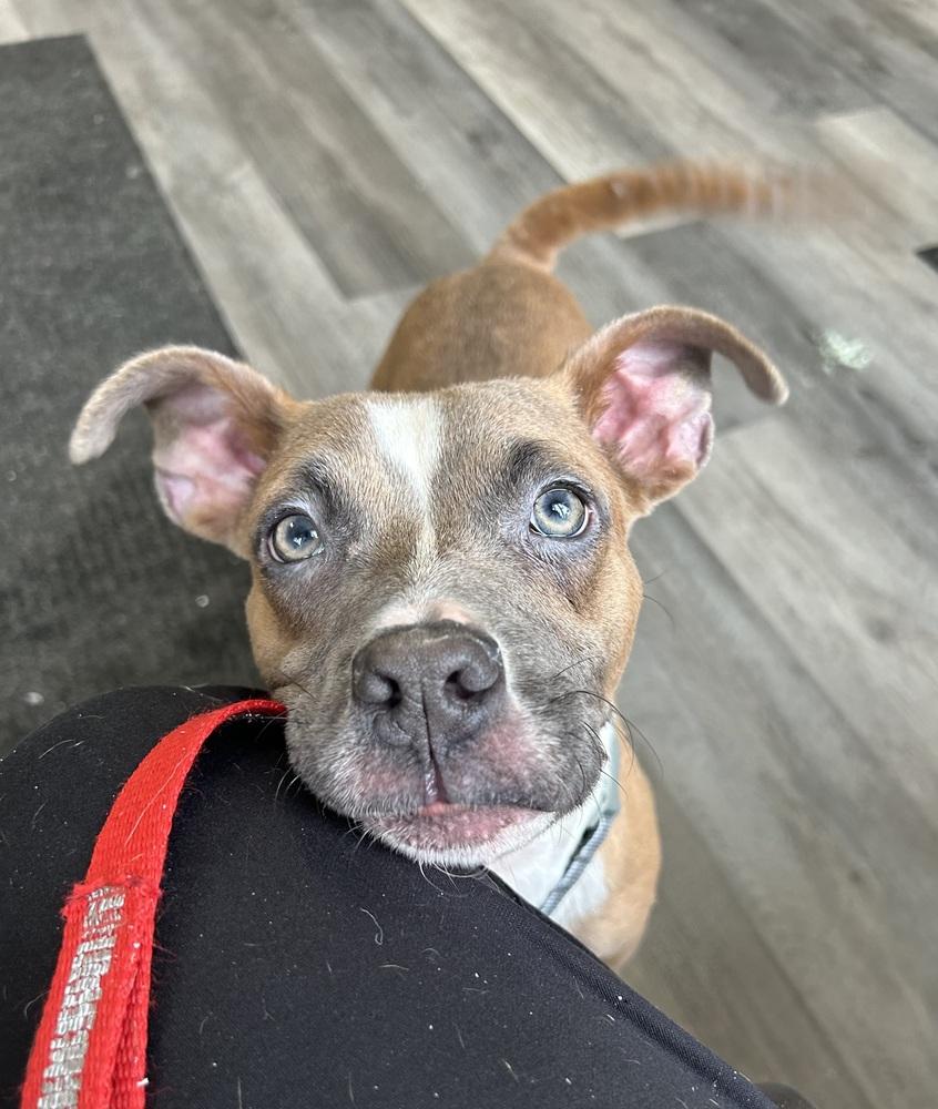 Enlarge Fink, a Adopted mixed breed in Deerfield, MI image 3/3