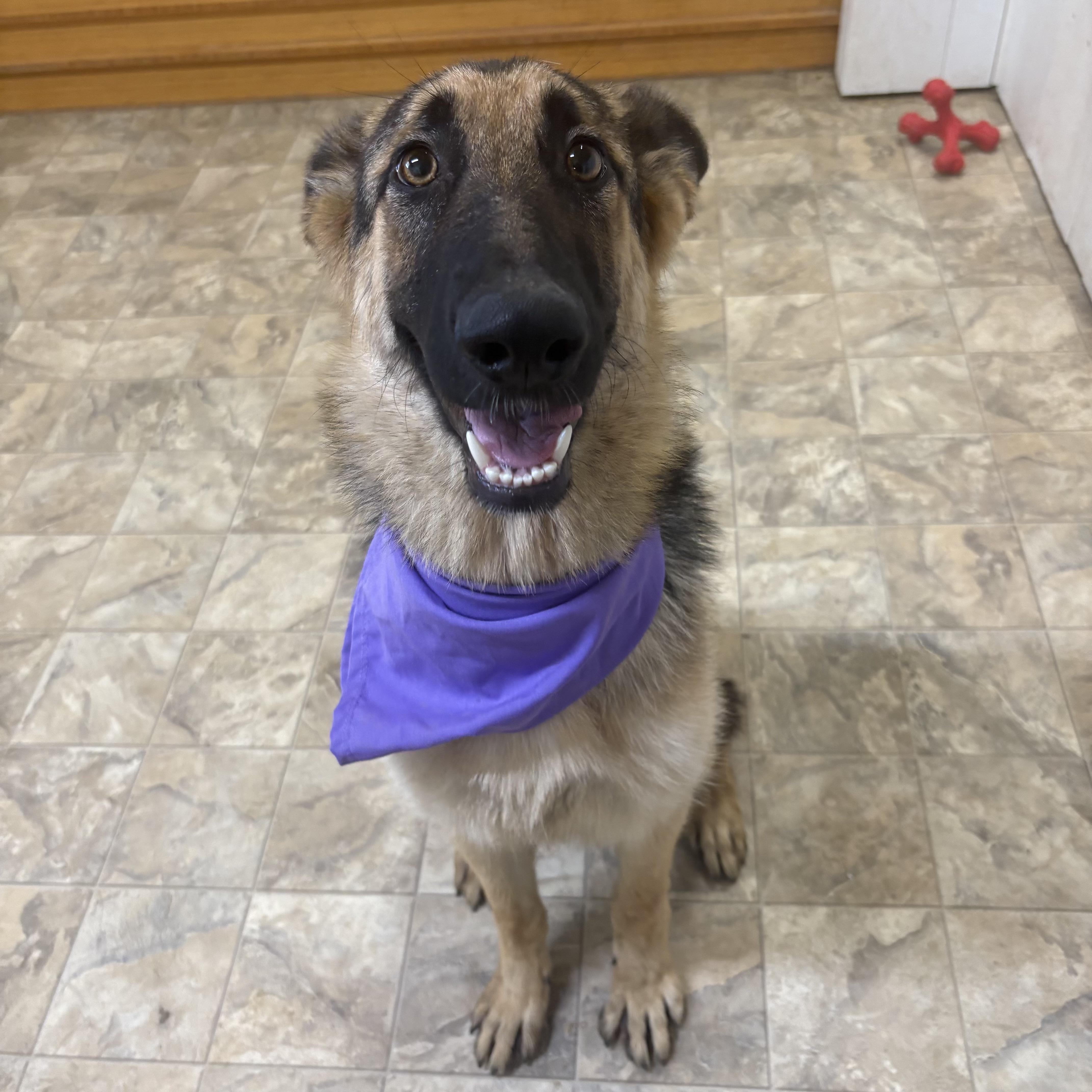 Enlarge Shelby, a Adoptable mixed breed in Pilot Point, TX image 3/3