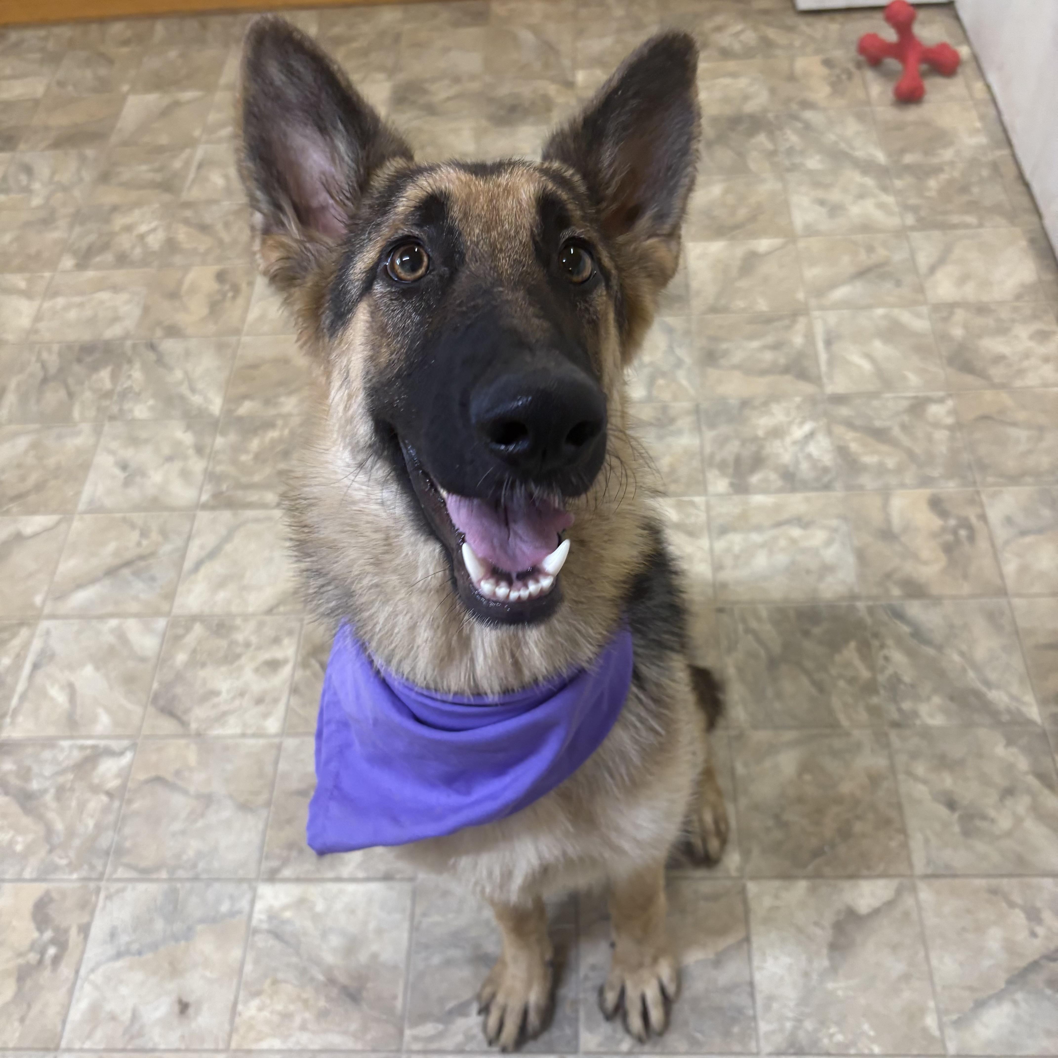 Enlarge Shelby, a Adoptable mixed breed in Pilot Point, TX image 2/3