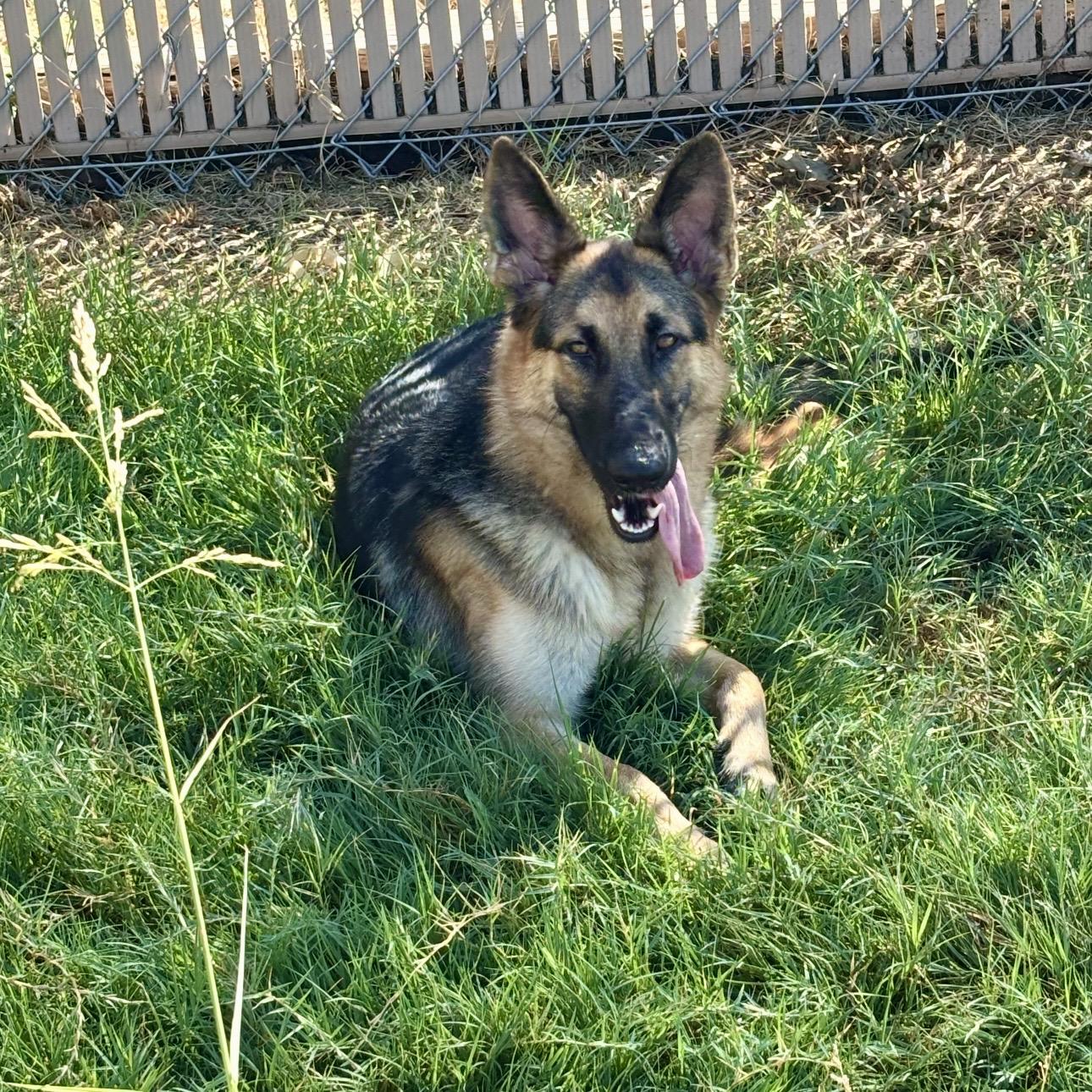 Enlarge Shelby, a Adoptable mixed breed in Pilot Point, TX image 1/3