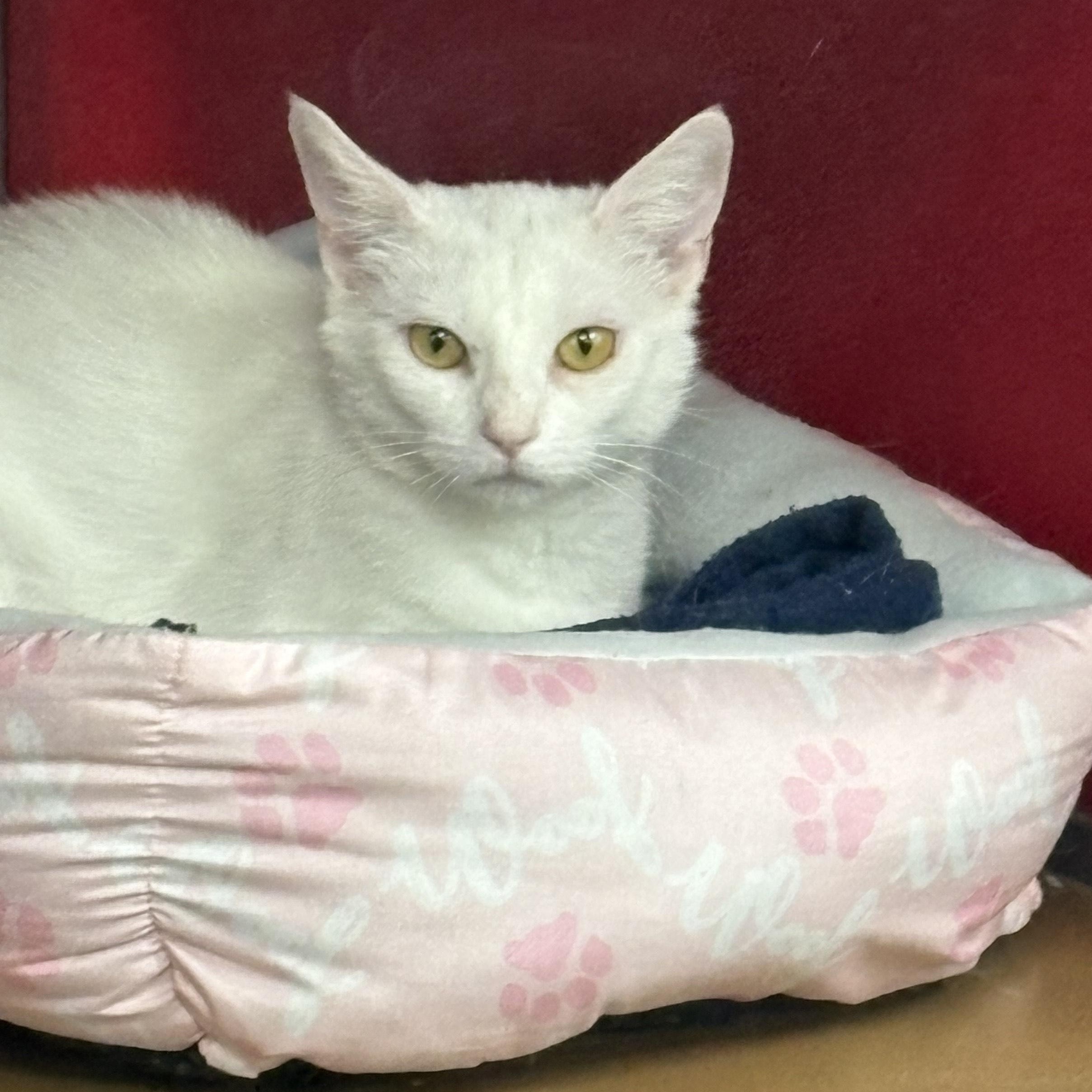 Jasmine, Young Female Domestic Short Hair