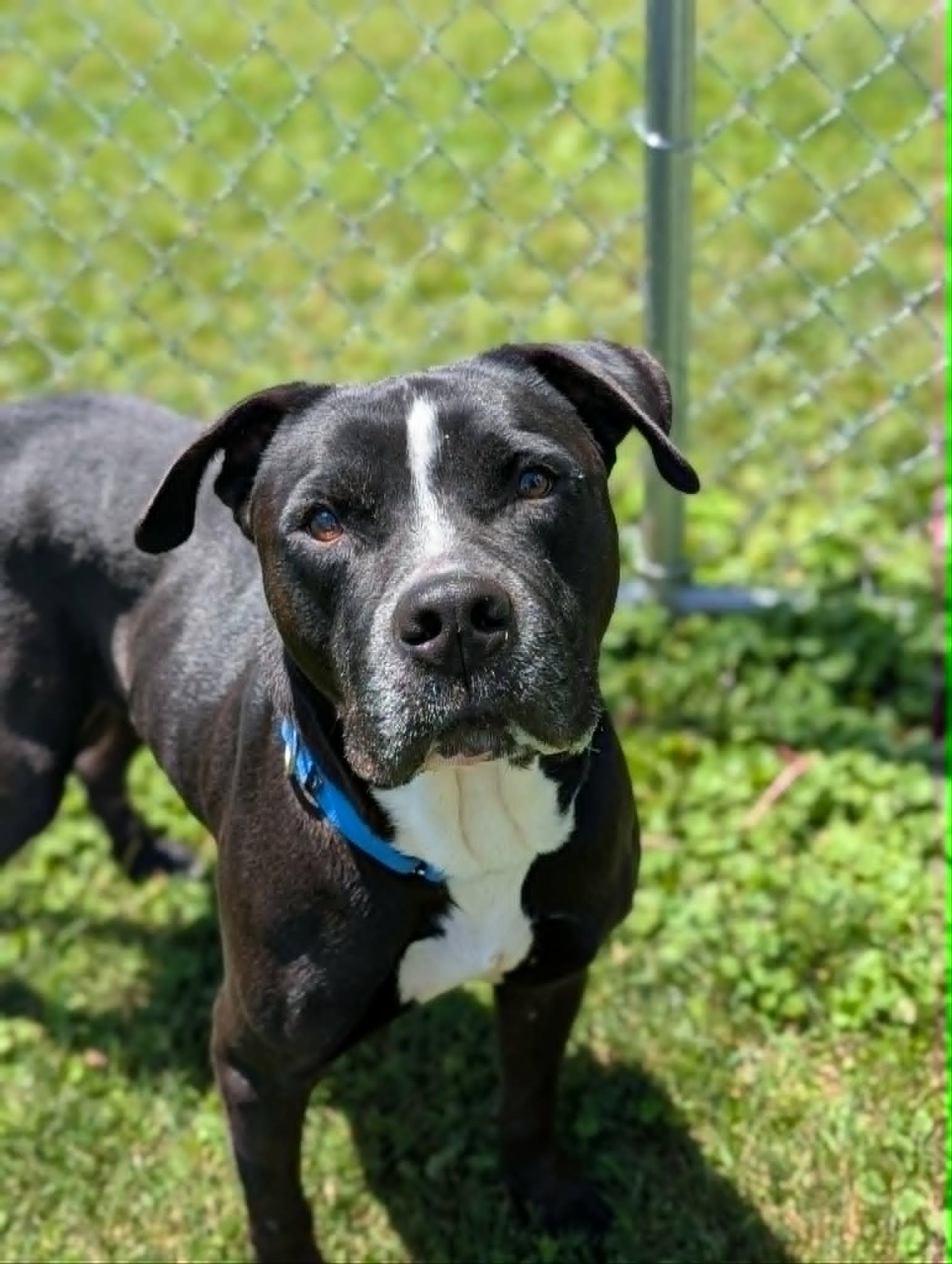 Thor, ADOPTABLE, Senior Male Terrier.