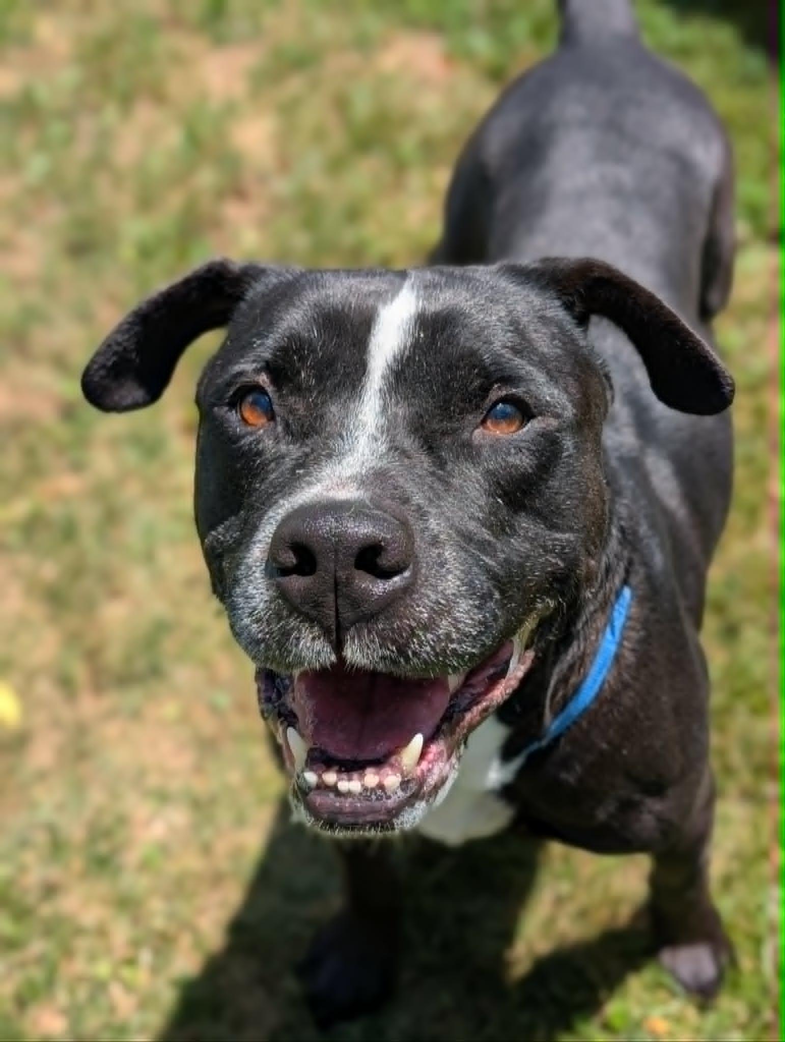 Thor, a ADOPTABLE mixed breed in Chambersburg, PA image 3/3