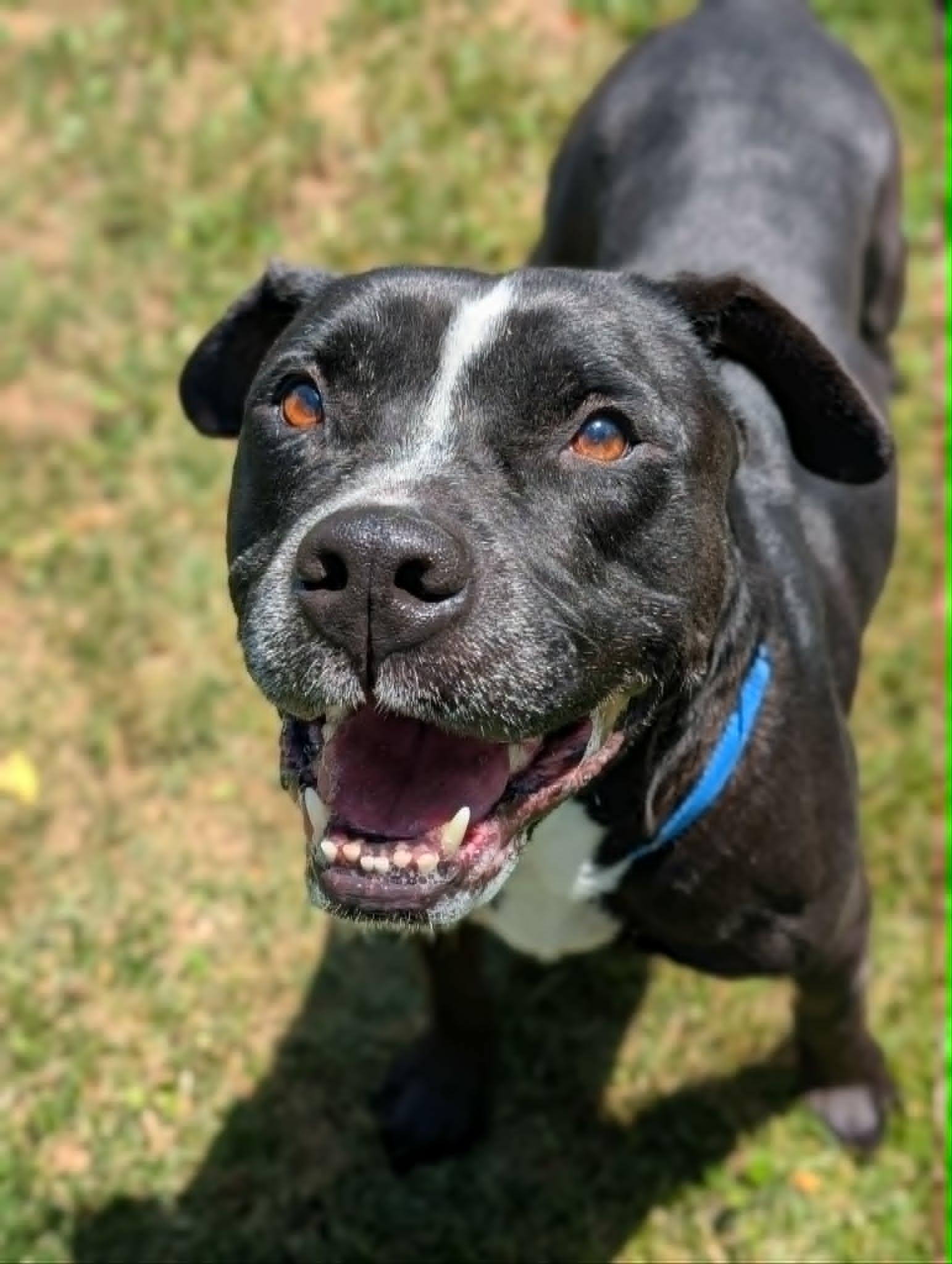 Thor, a ADOPTABLE mixed breed in Chambersburg, PA image 2/3