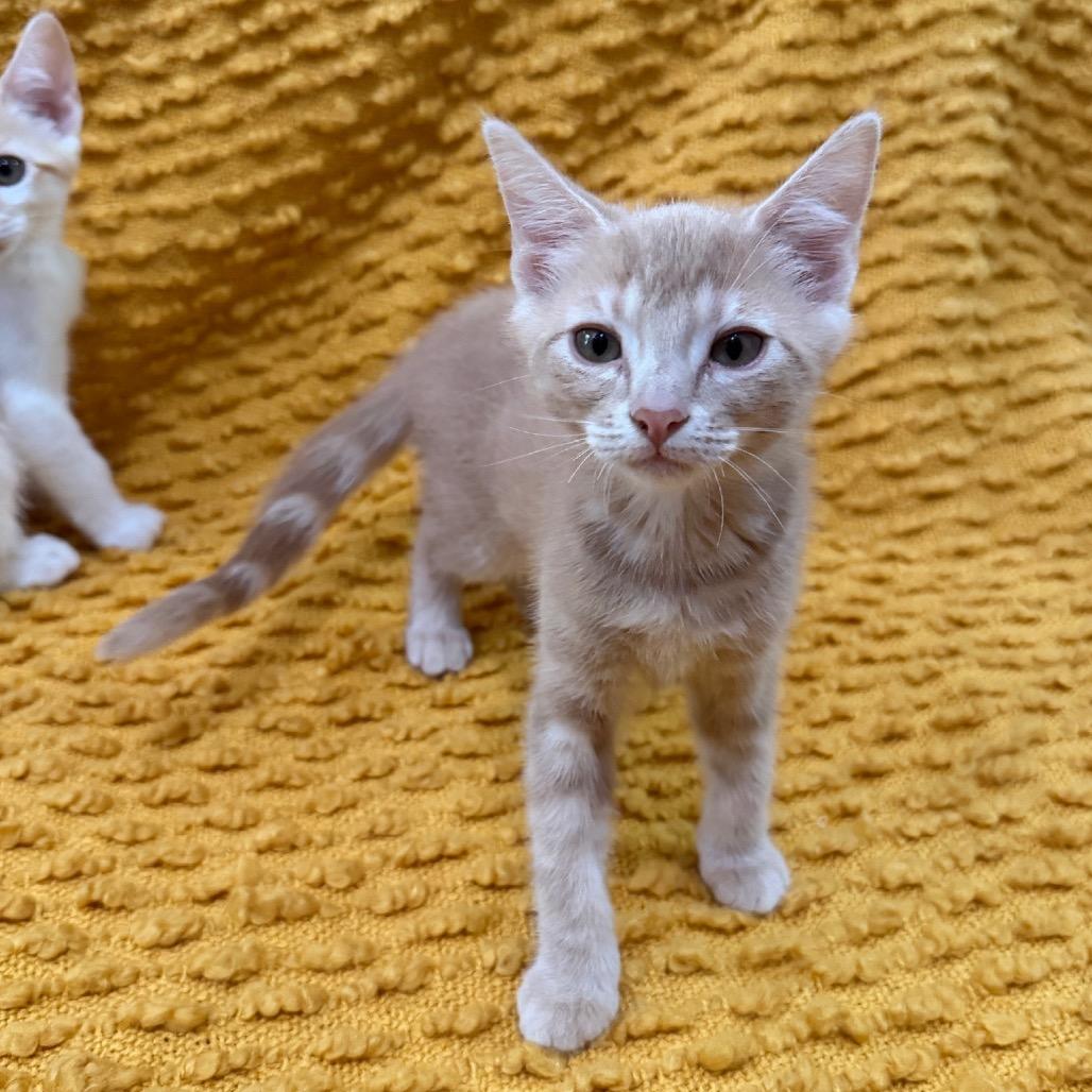 Miso, Adoptable, Kitten Female Domestic Short Hair.