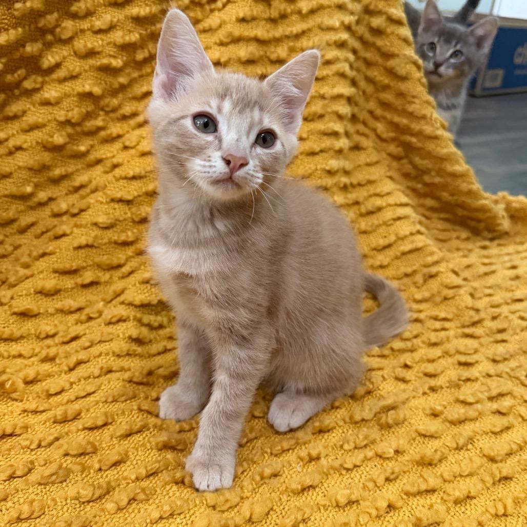 Miso, a Adoptable Domestic Short Hair in Studio City, CA image 2/2
