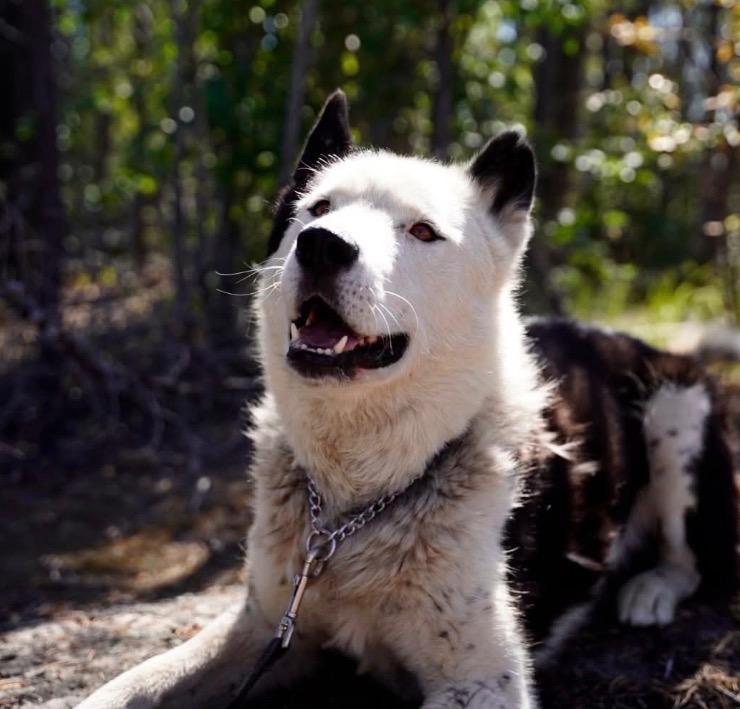 Pedro, a Adoptable Husky in Yellowknife, NT image 1/3