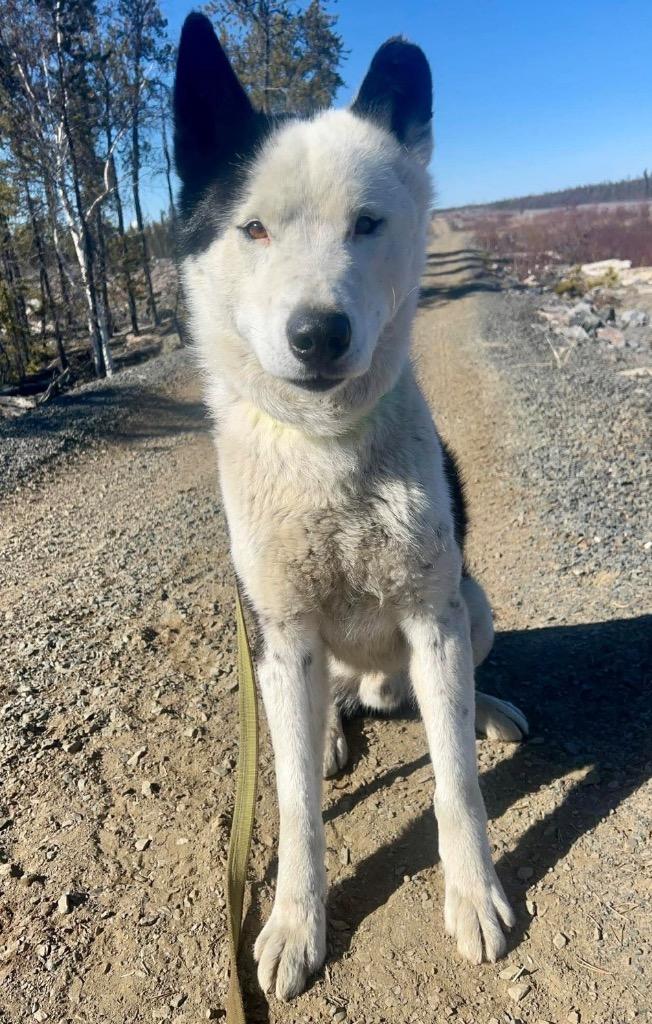 Pedro, Adoptable, Adult Male Husky.