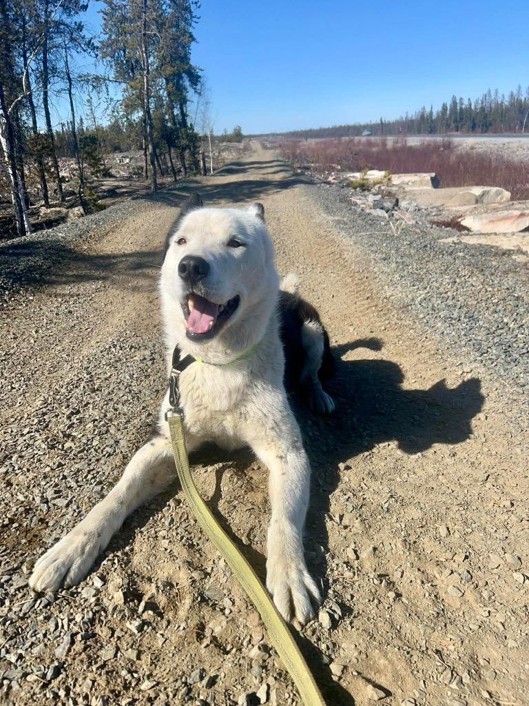 Pedro, Adoptable, Adult Male Husky.