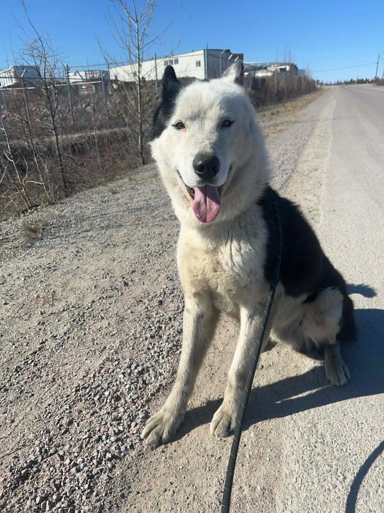 Enlarge Pedro, a Adoptable Husky in Yellowknife, NT image 2/2