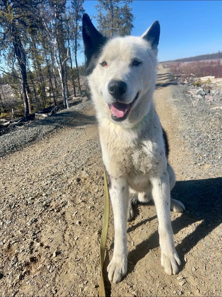 Pedro, a Adoptable Husky in Yellowknife, NT image 2/2
