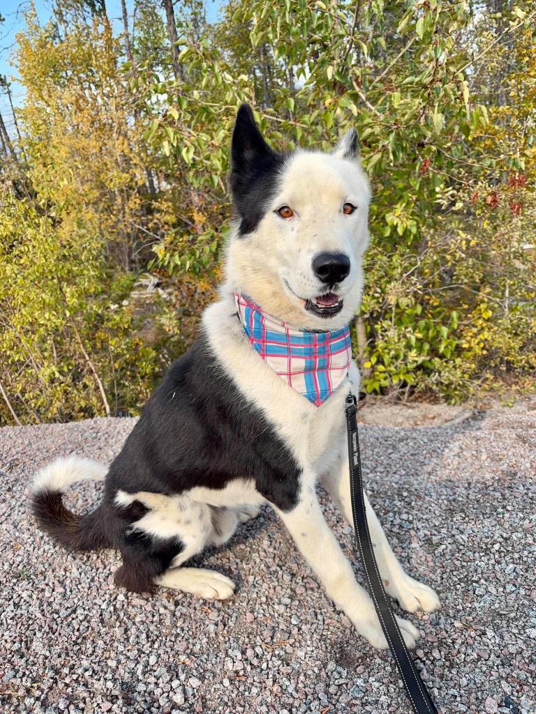 Enlarge Pedro, a Adoptable Husky in Yellowknife, NT image 4/4