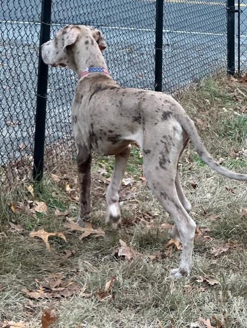 Enlarge Dexter, a Adoptable Great Dane in Lindenhurst, NY image 2/4