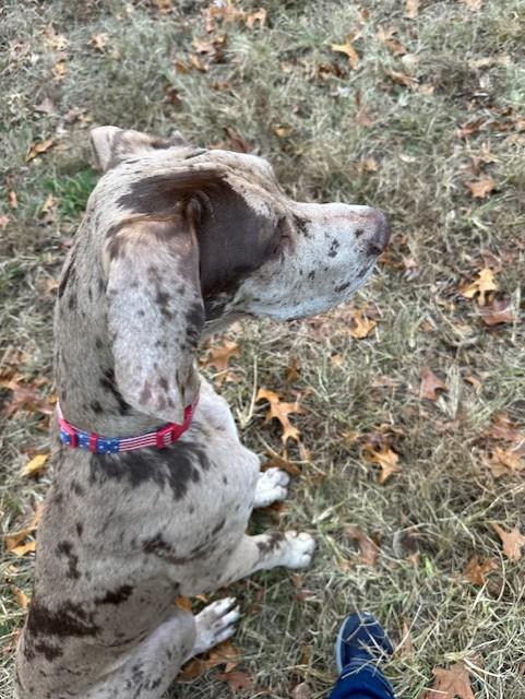 Enlarge Dexter, a Adoptable Great Dane in Lindenhurst, NY image 3/4