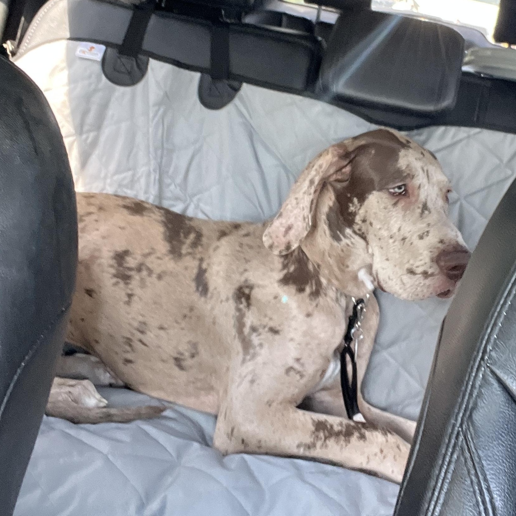 Enlarge Dexter, a Adoptable Great Dane in Lindenhurst, NY image 4/4