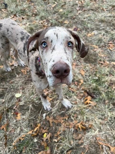 Enlarge Dexter, a Adoptable Great Dane in Lindenhurst, NY image 1/4