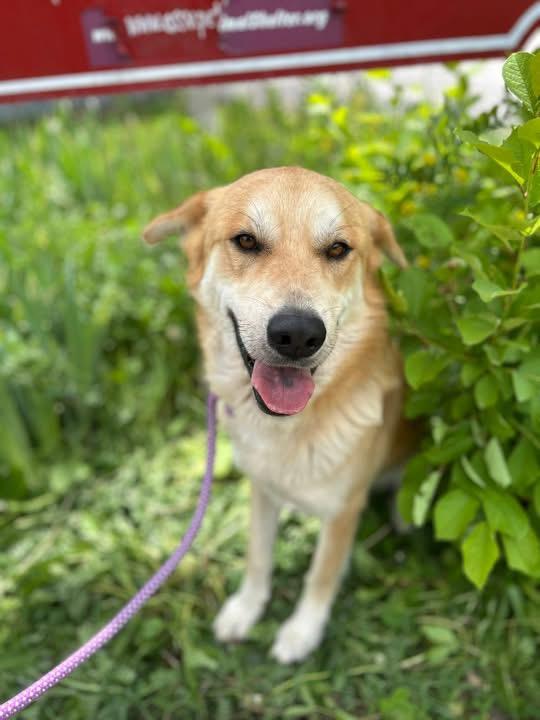 Charlie, an adopted mixed breed in Howes Cave, NY image 1/3