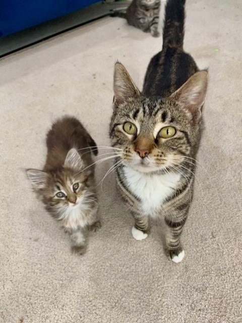 Enlarge We Have Kittens , a ADOPTABLE mixed breed in Fairfax, VA image 3/6