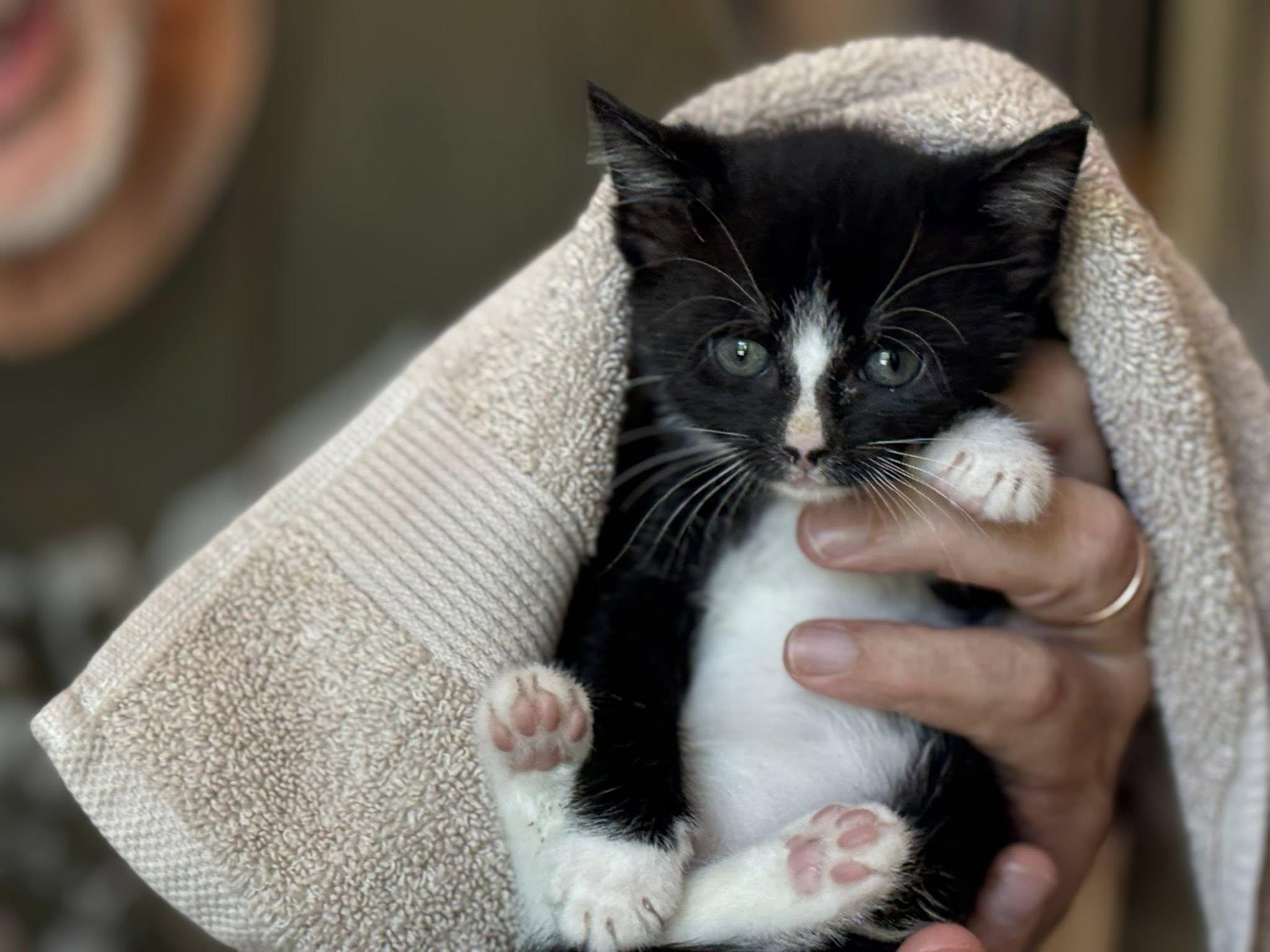 Enlarge We Have Kittens , a ADOPTABLE mixed breed in Fairfax, VA image 5/6