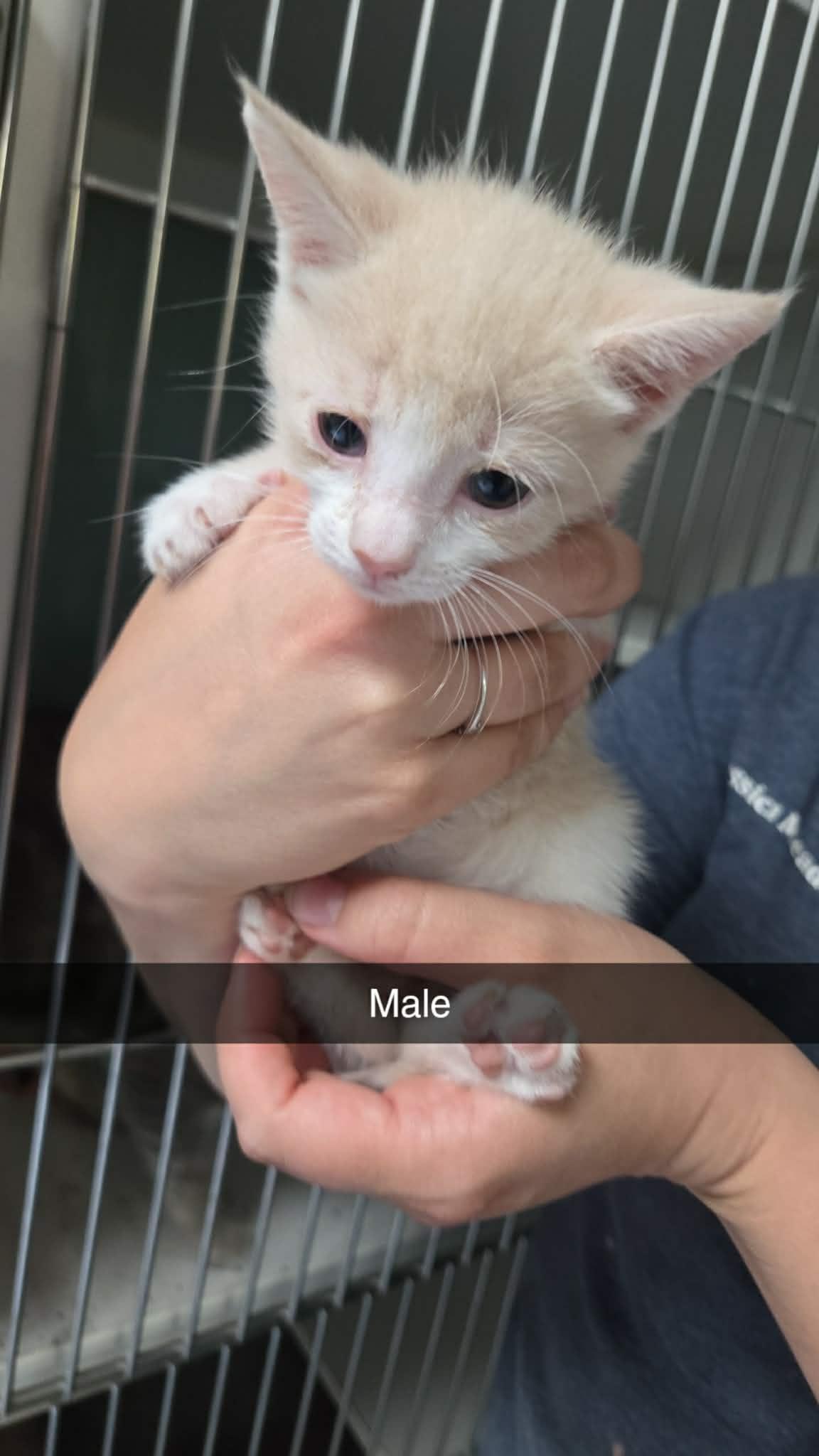 Enlarge We Have Kittens , a ADOPTABLE mixed breed in Fairfax, VA image 6/6