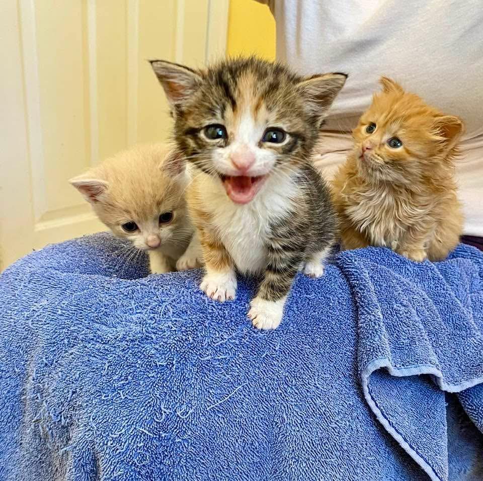Enlarge We Have Kittens , a ADOPTABLE mixed breed in Fairfax, VA image 2/6