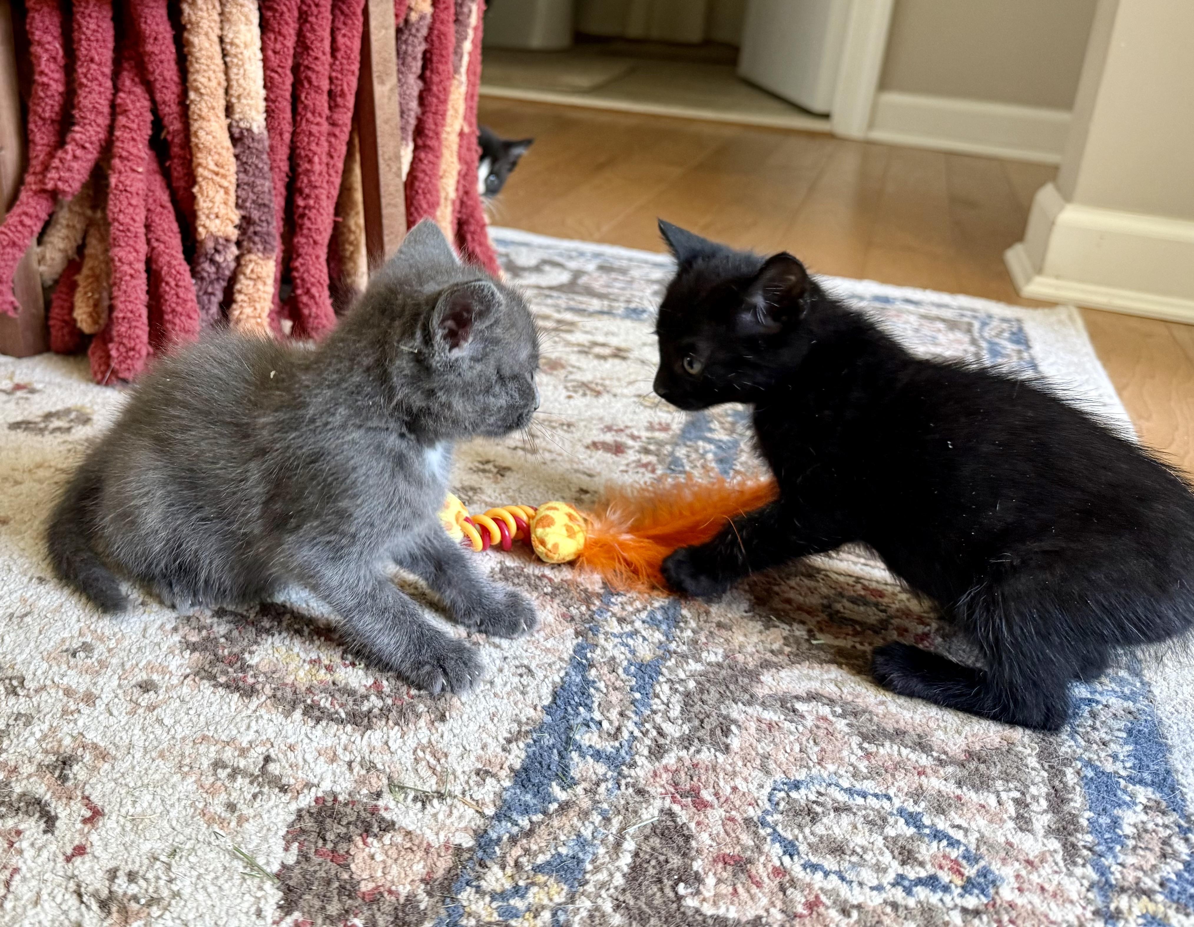 Enlarge We Have Kittens , a ADOPTABLE mixed breed in Fairfax, VA image 4/6
