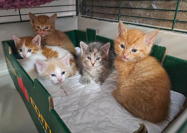 Enlarge We Have Kittens , a ADOPTABLE mixed breed in Fairfax, VA image 1/6