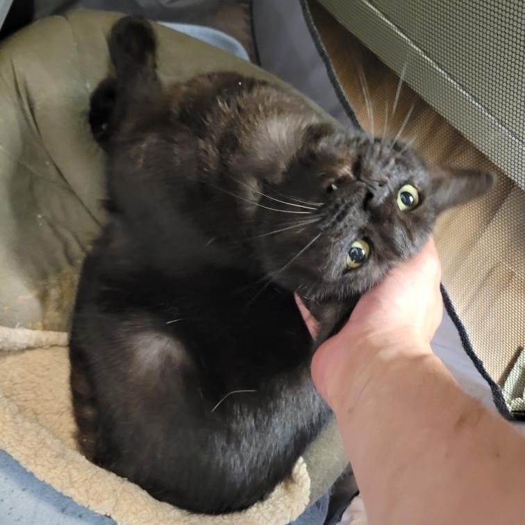 Blake, Senior Female unknown