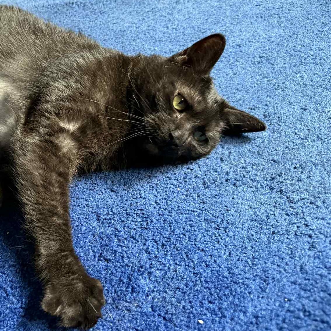 Blake, Senior Female unknown