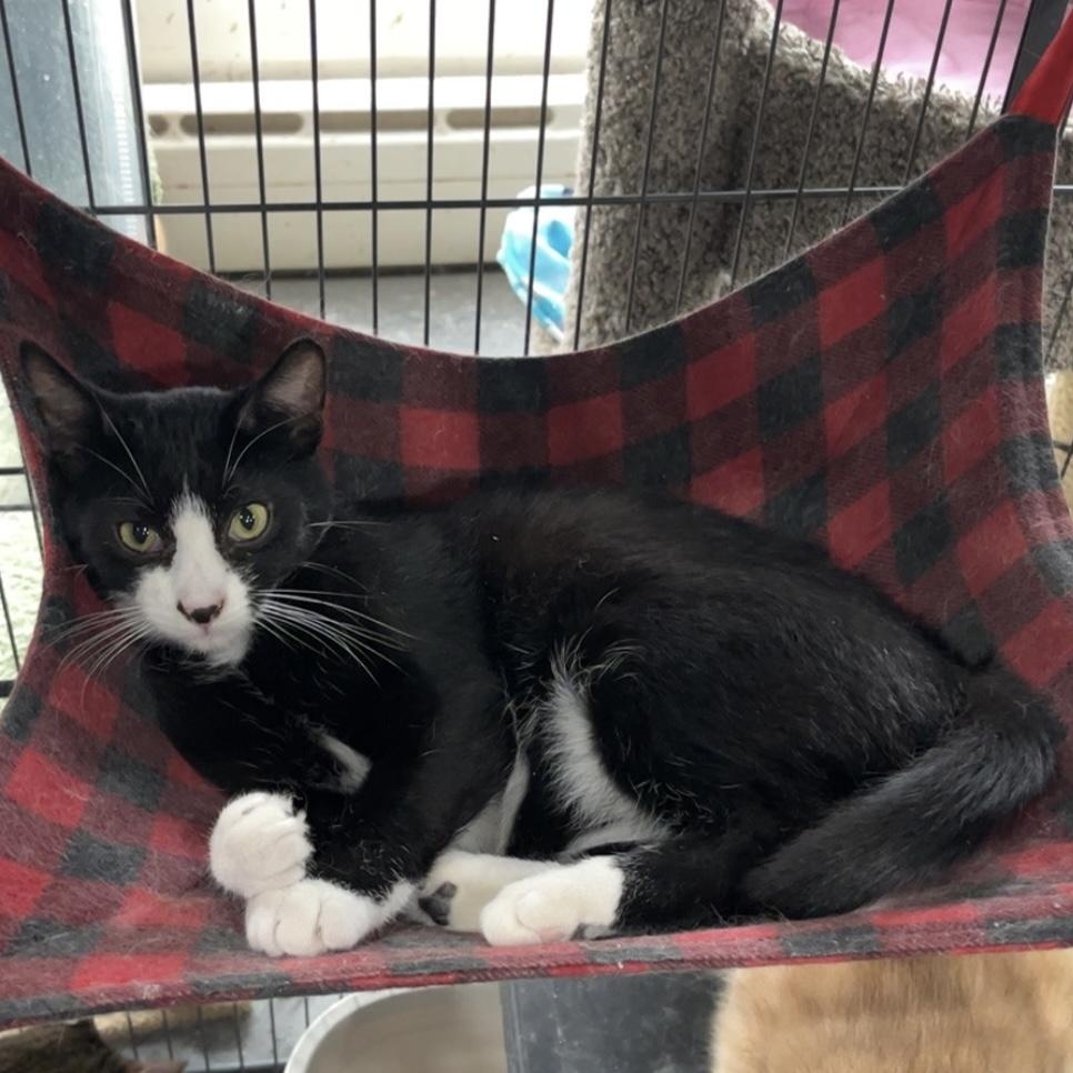 Enlarge Booker, a Adoptable Domestic Short Hair in Devils Lake, ND image 2/5