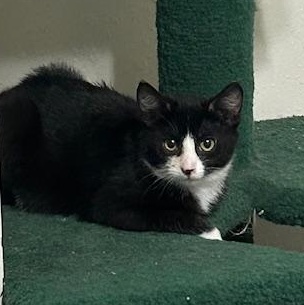 Enlarge Booker, a Adoptable Domestic Short Hair in Devils Lake, ND image 5/5