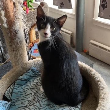 Enlarge Booker, a Adoptable Domestic Short Hair in Devils Lake, ND image 3/5