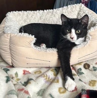 Enlarge Booker, a Adoptable Domestic Short Hair in Devils Lake, ND image 4/5