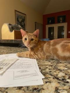 Cosmo, a Adoptable Domestic Short Hair in Houston, TX image 1/6