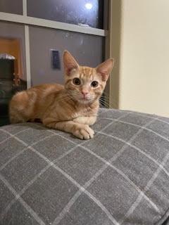 Cosmo, a Adoptable Domestic Short Hair in Houston, TX image 2/6