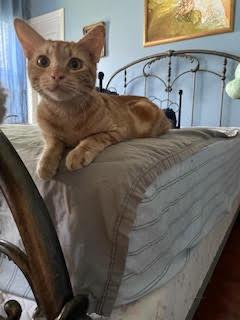 Cosmo, a Adoptable Domestic Short Hair in Houston, TX image 6/6