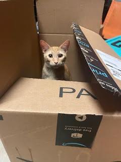 Cosmo, a Adoptable Domestic Short Hair in Houston, TX image 4/6