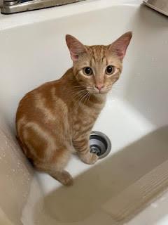 Cosmo, a Adoptable Domestic Short Hair in Houston, TX image 5/6